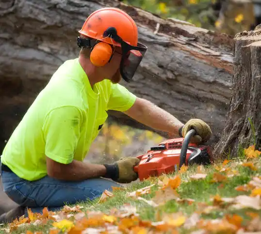 tree services Gilbertsville